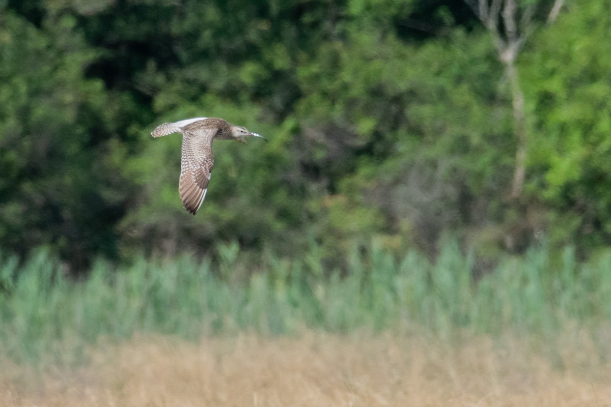 Whimbrel - ML622047782