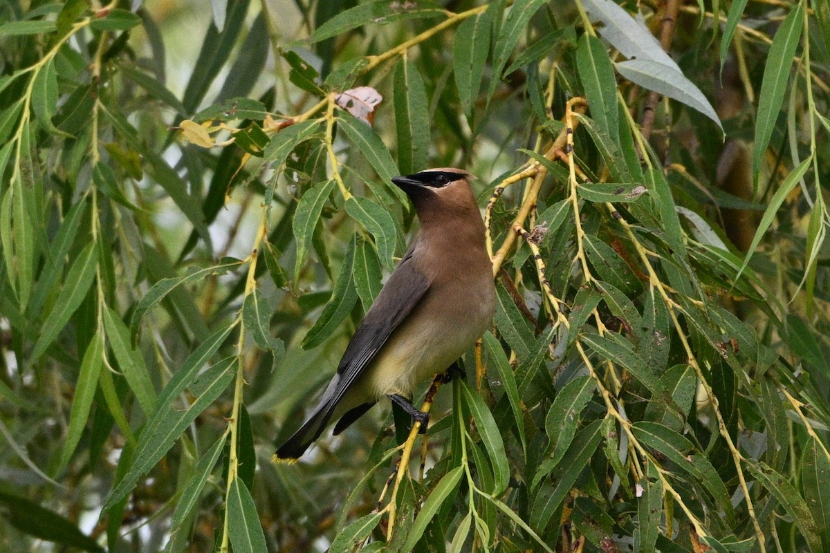 Cedar Waxwing - ML622047784