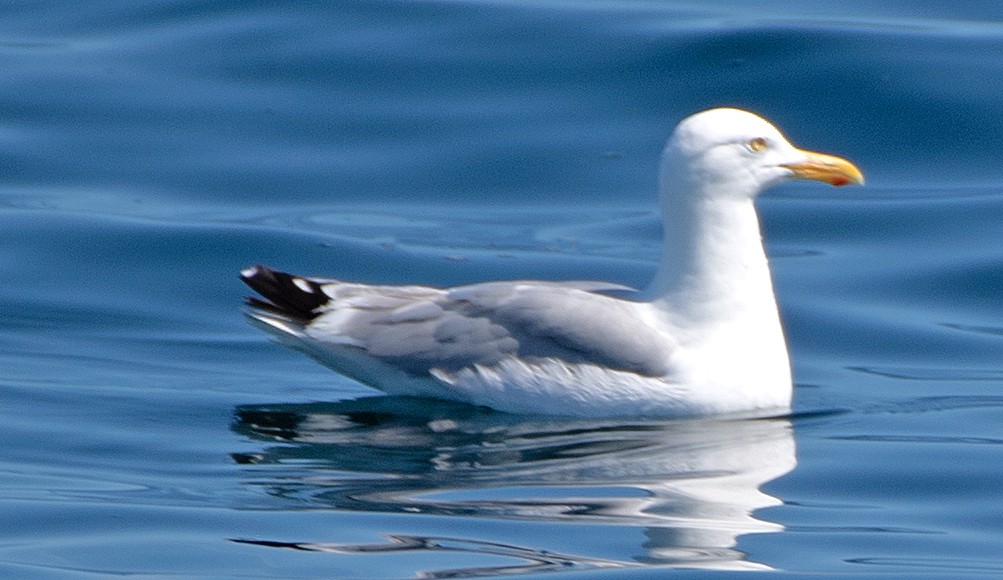 Herring Gull - ML622047785