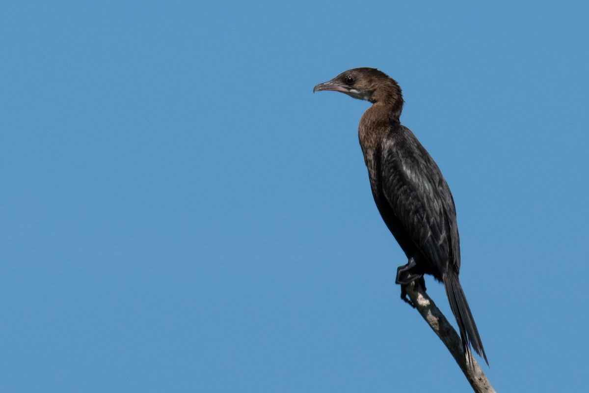 Pygmy Cormorant - ML622047786