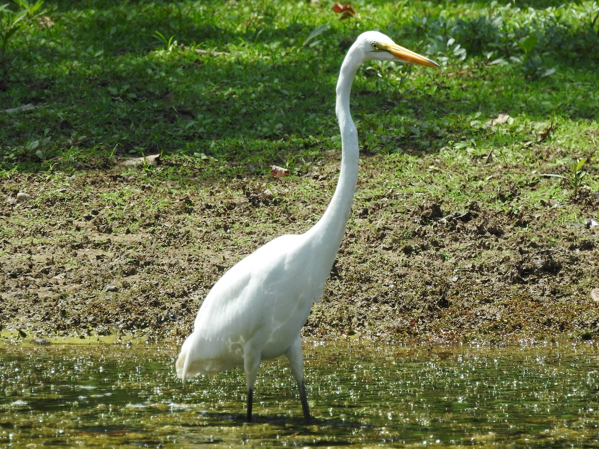 Great Egret - ML622047826