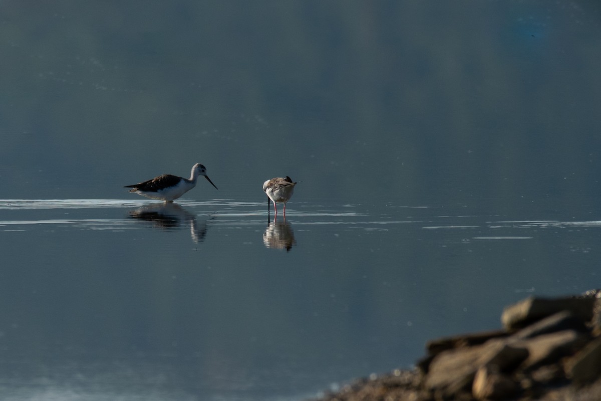 Black-winged Stilt - ML622047828