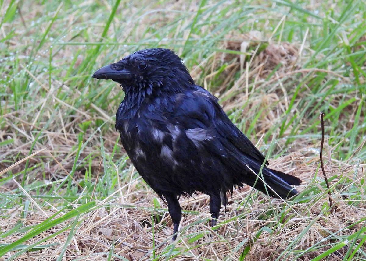 Carrion Crow - ML622047829