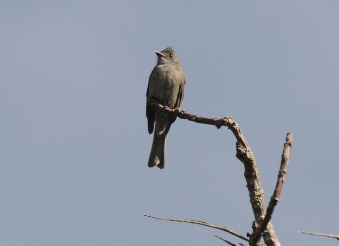 Smoke-colored Pewee - ML622047830