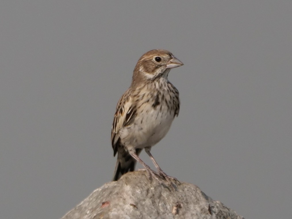 Lark Bunting - Karen Coupland