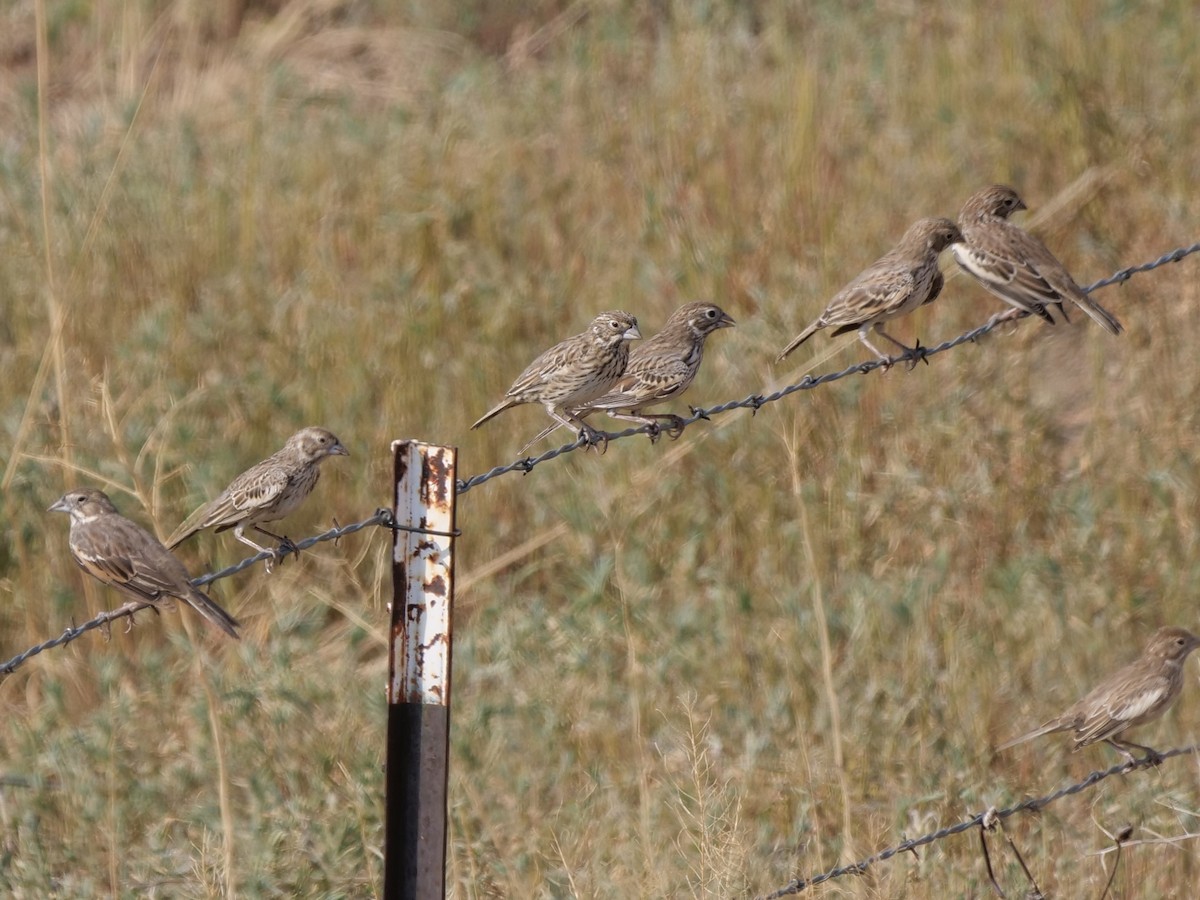 Lark Bunting - ML622047840