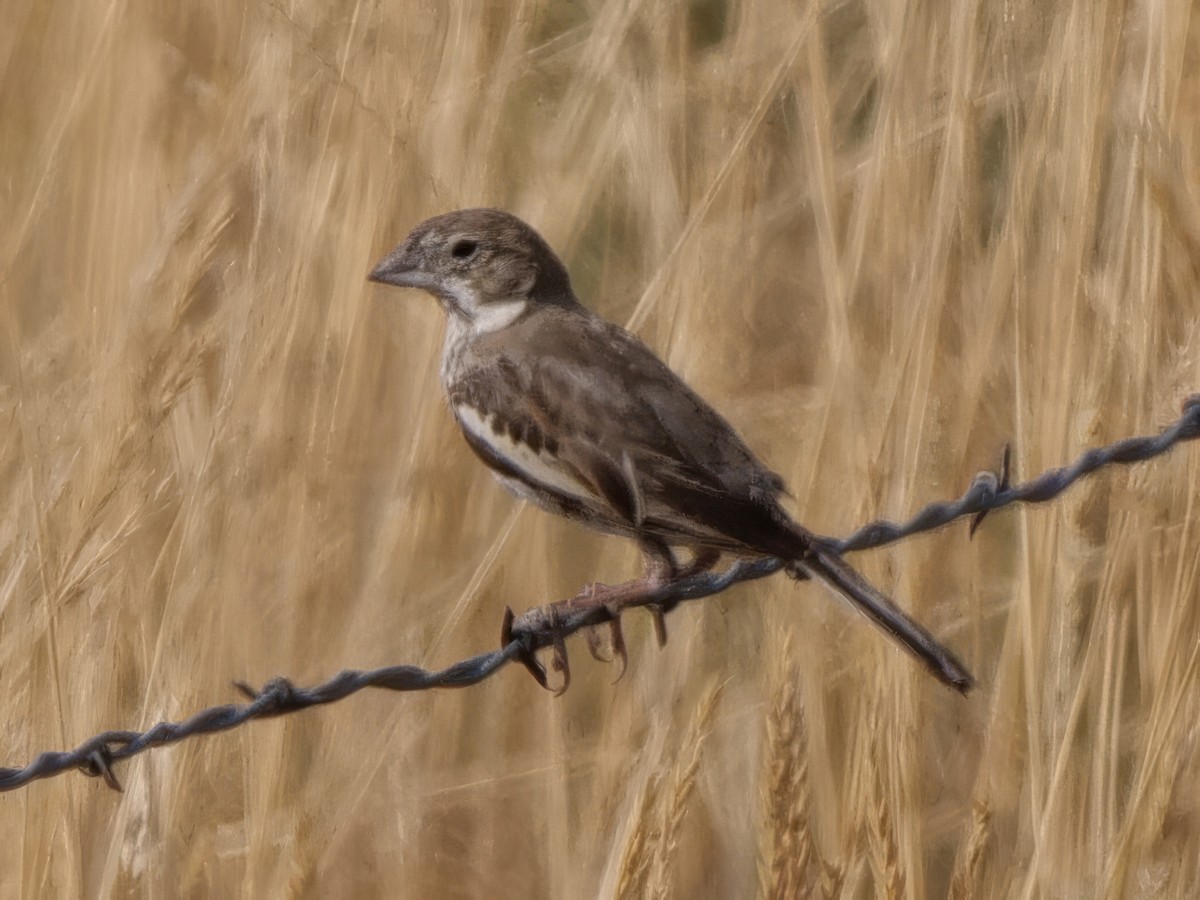 Lark Bunting - ML622047841