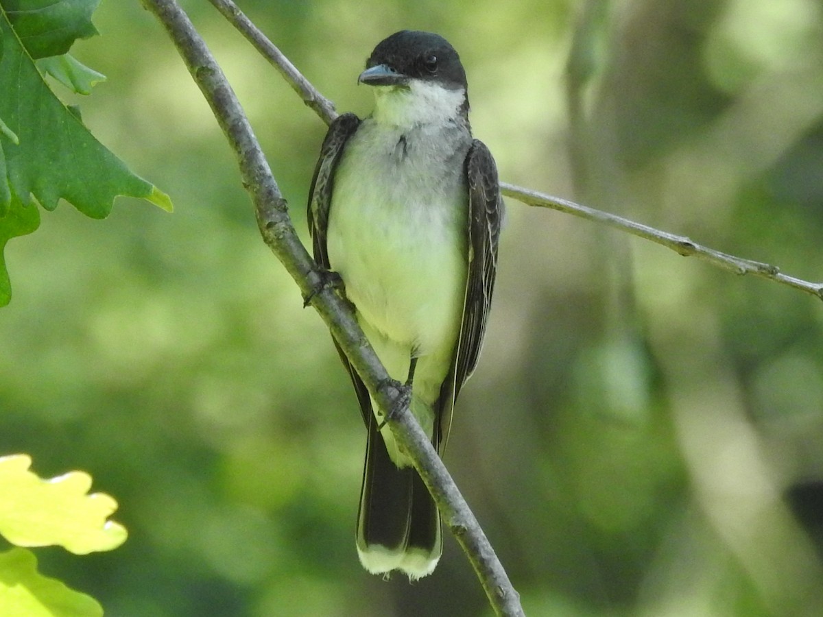 Eastern Kingbird - ML622047842