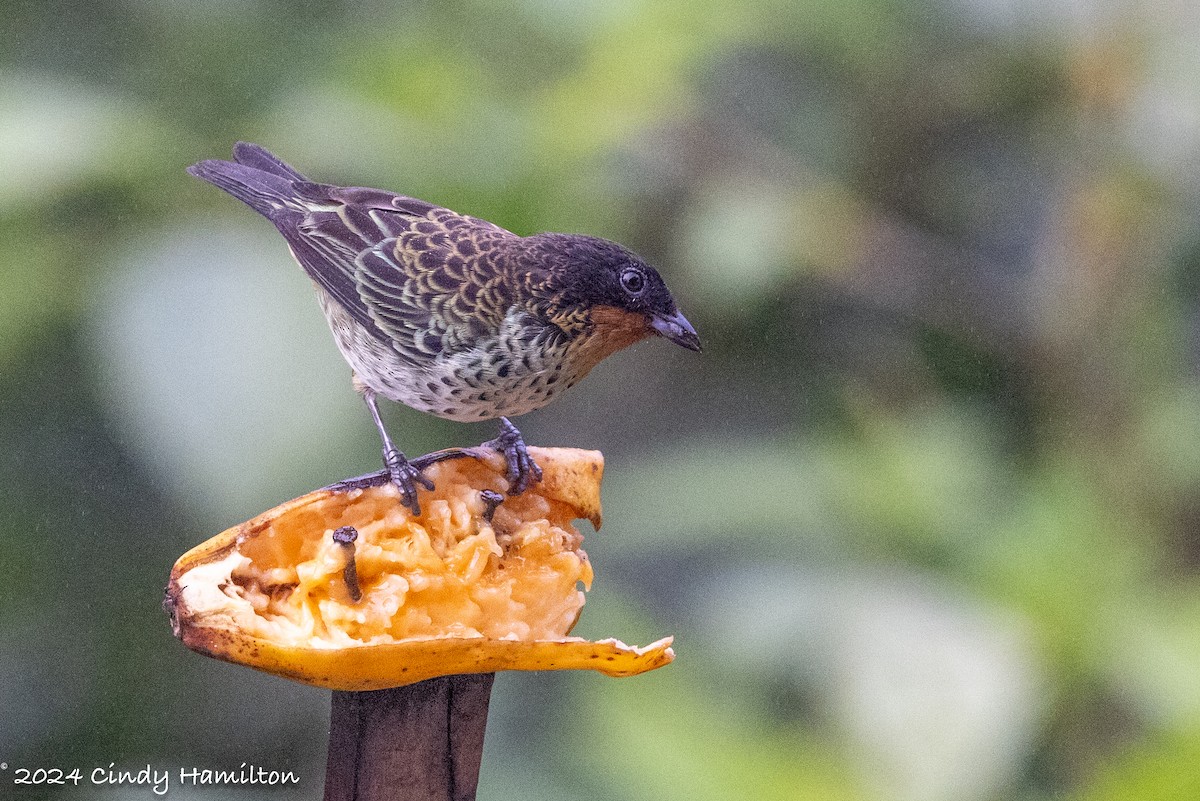 Rufous-throated Tanager - Cindy Hamilton