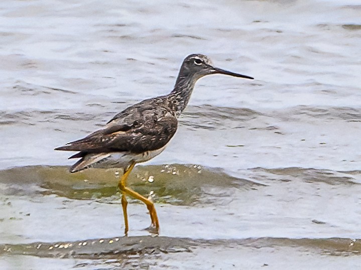 Greater Yellowlegs - ML622047845