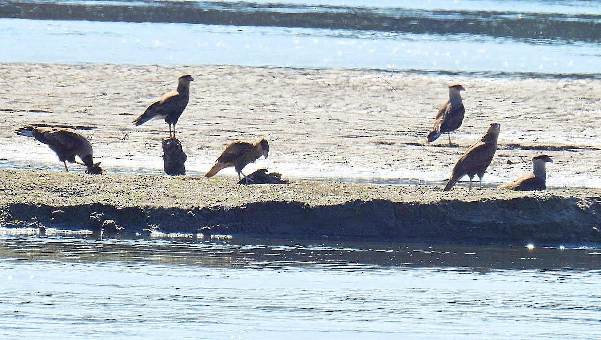 Crested Caracara - ML622047847