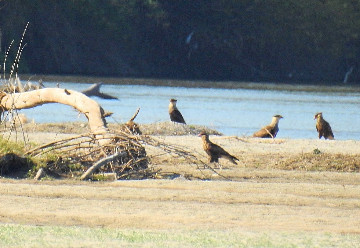 Crested Caracara - ML622047848