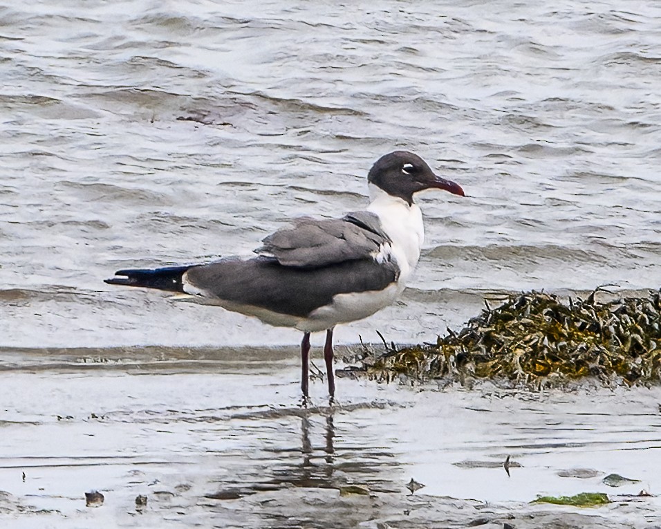 Laughing Gull - ML622047849