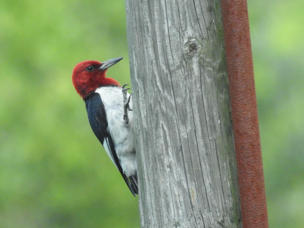 Red-headed Woodpecker - ML622047852