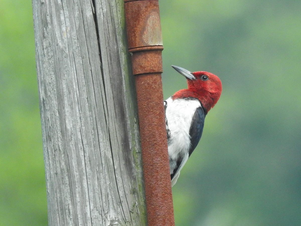 Red-headed Woodpecker - ML622047853