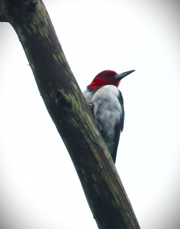 Red-headed Woodpecker - ML622047854