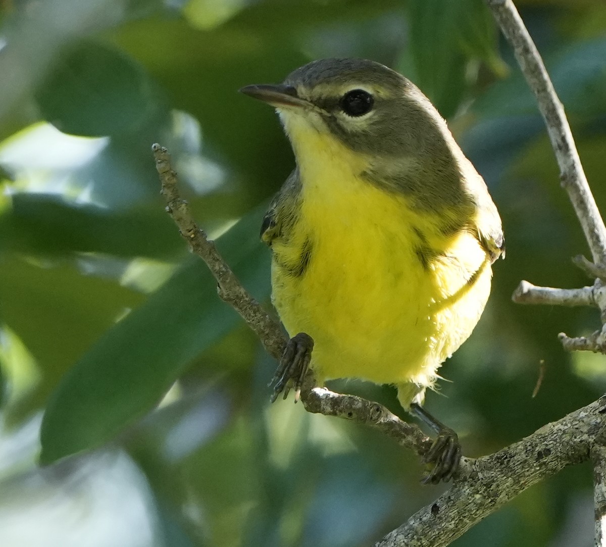 Prairie Warbler - ML622047855