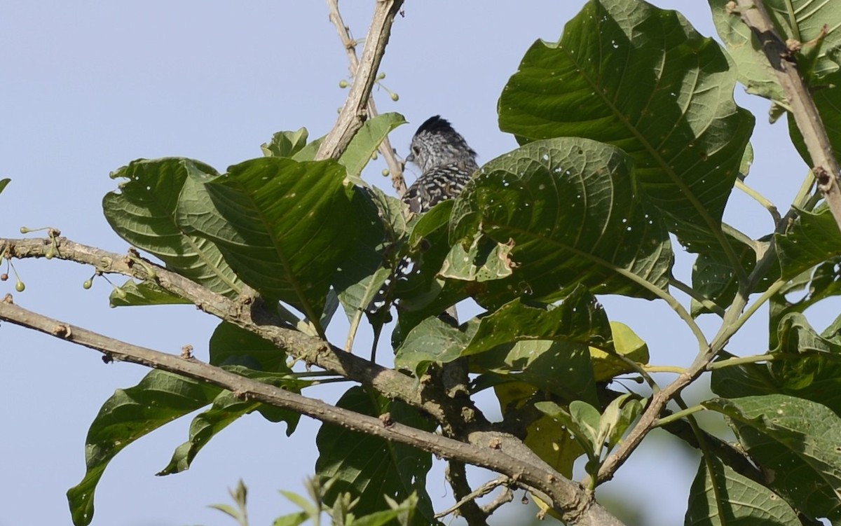 Chapman's Antshrike - ML622047856