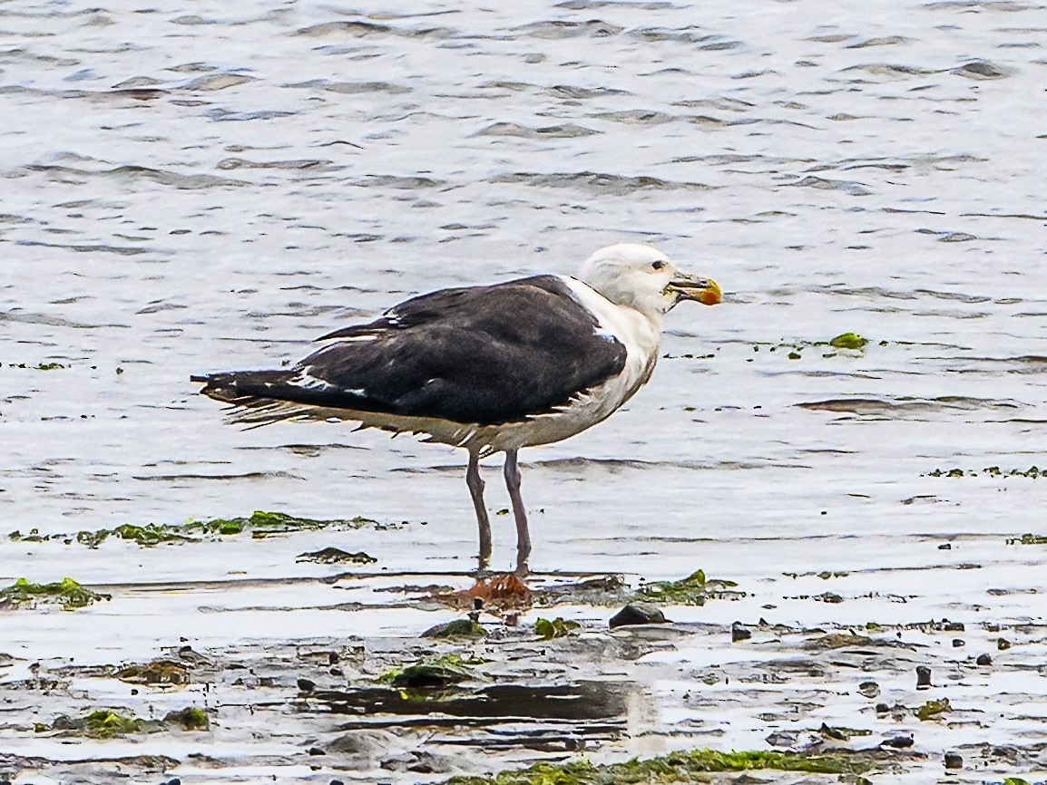 Great Black-backed Gull - ML622047857