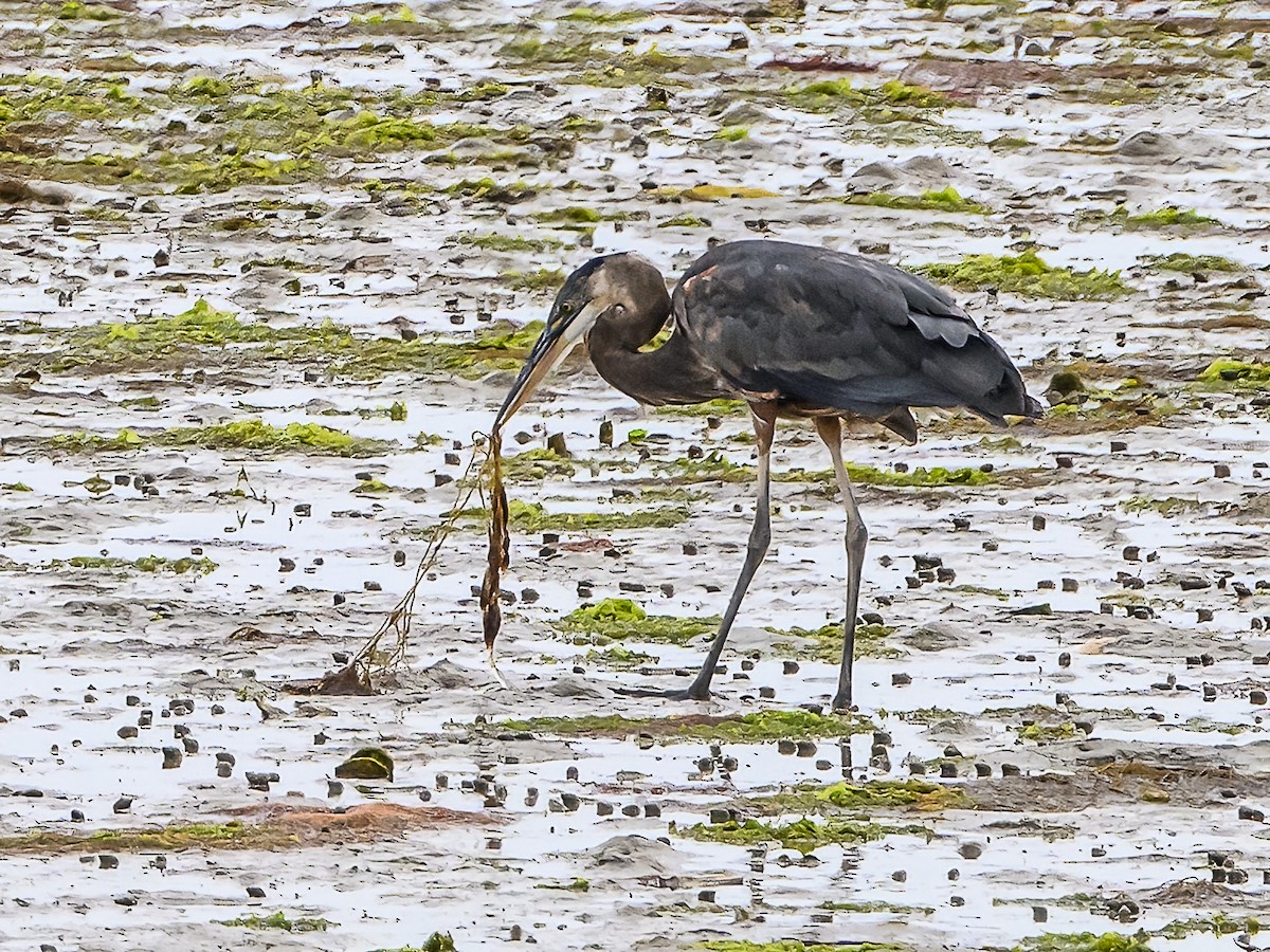 Great Blue Heron - ML622047862