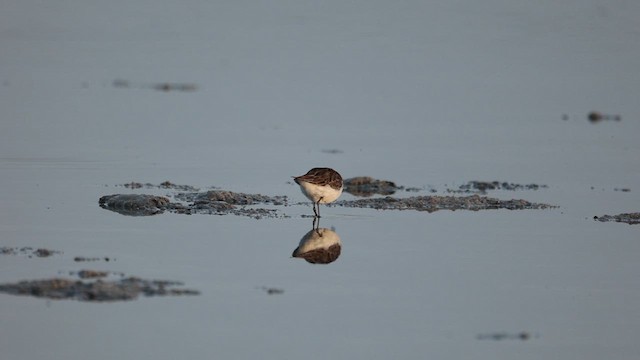 Little Stint - ML622047863