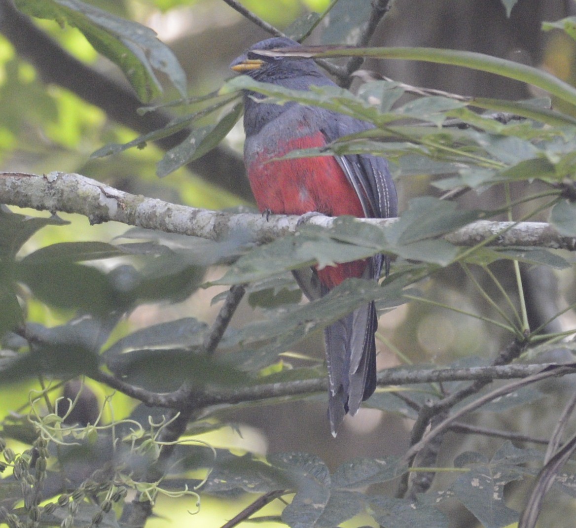 trogon ekvádorský - ML622047865