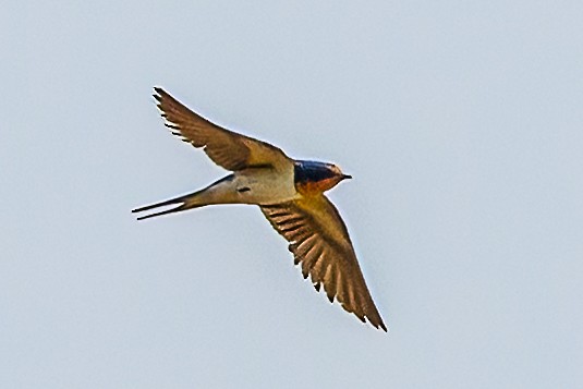 Barn Swallow - ML622047867