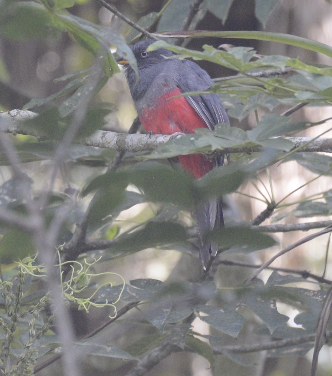 trogon ekvádorský - ML622047868