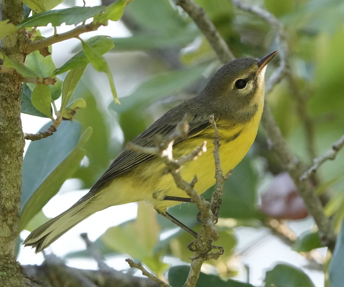 Prairie Warbler - ML622047882