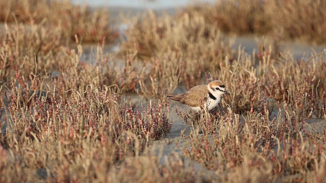 Kentish Plover - ML622047887