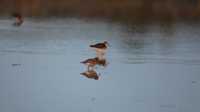 彎嘴濱鷸 - ML622047920