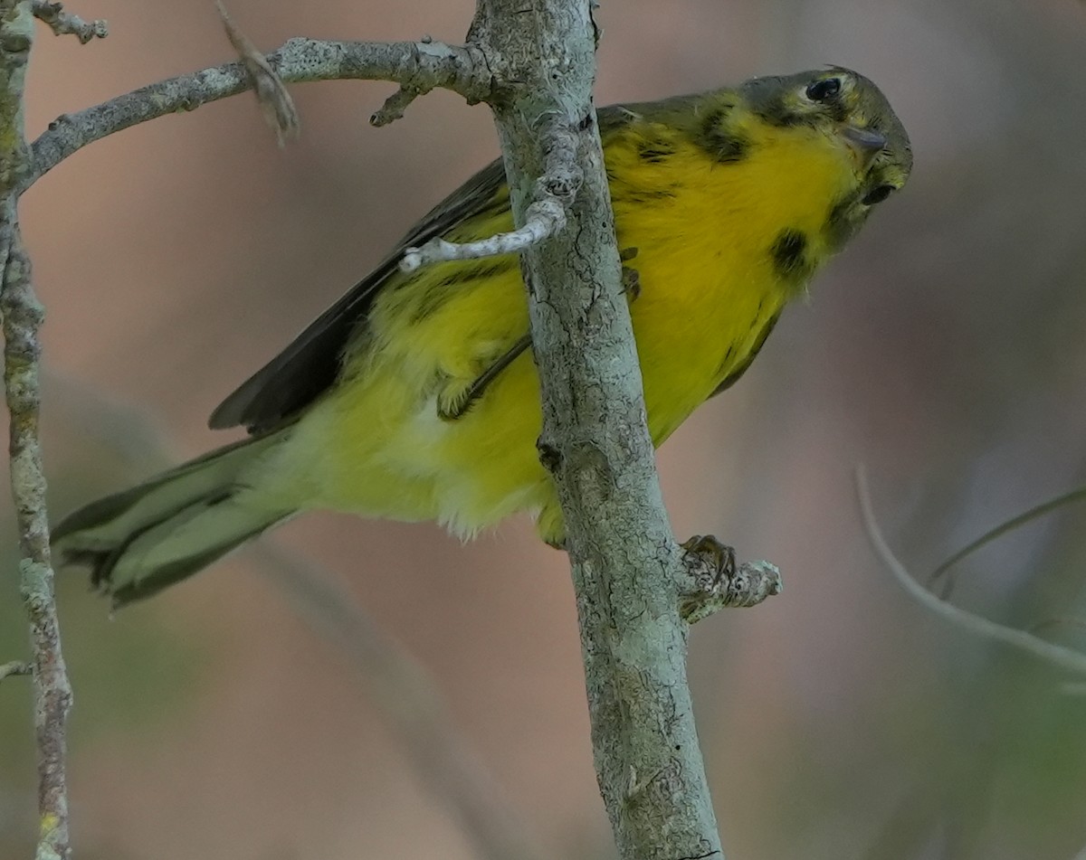 Prairie Warbler - ML622047921