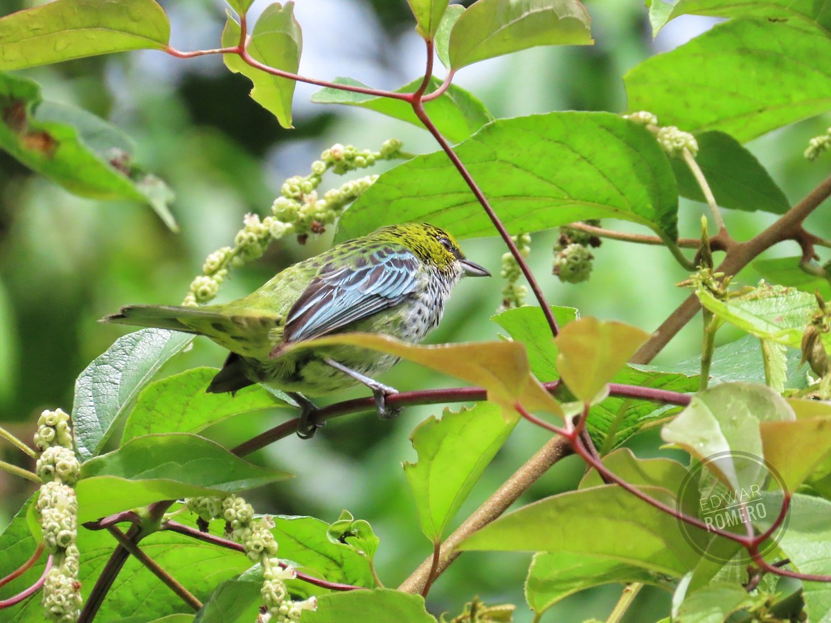 Speckled Tanager - ML622047923