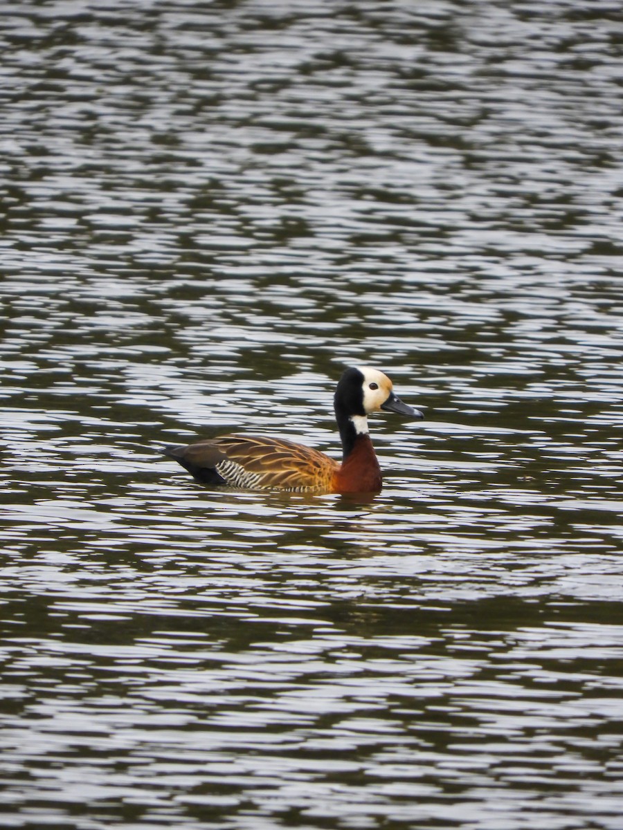 White-faced Whistling-Duck - ML622047925