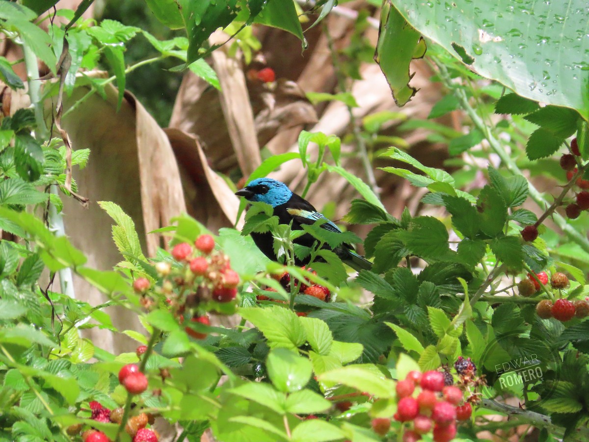 Blue-necked Tanager - ML622047927