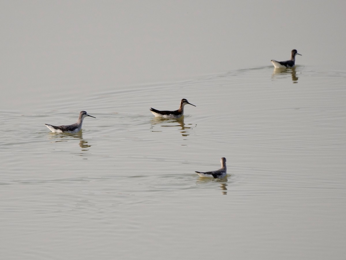 Wilson's Phalarope - Karen Coupland