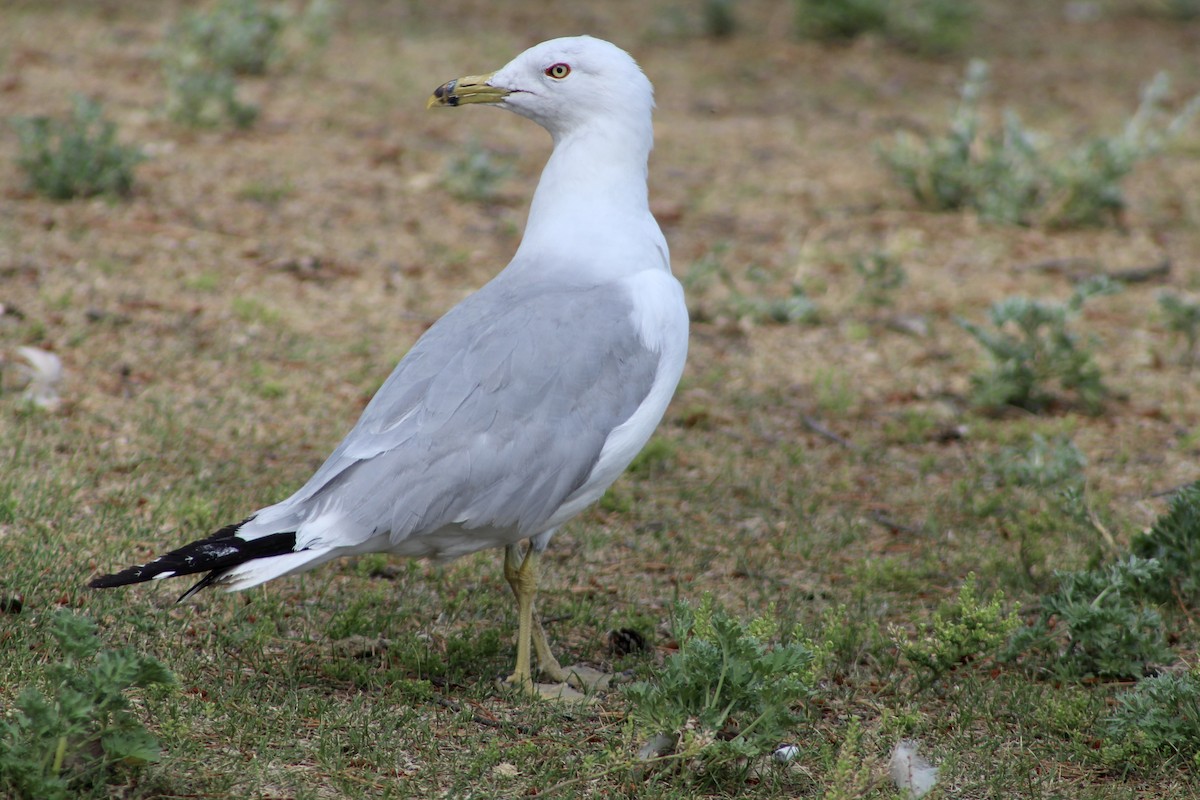 Ring-billed Gull - Anne R.