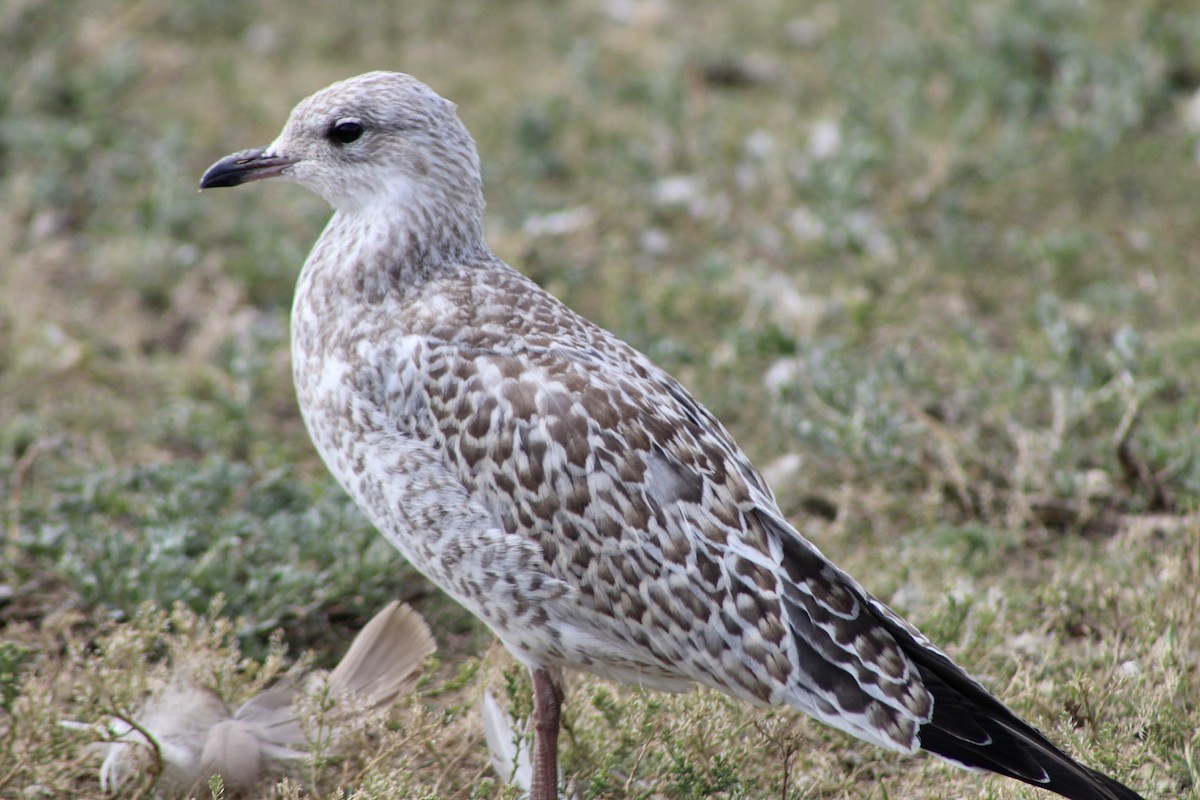 Ring-billed Gull - Anne R.