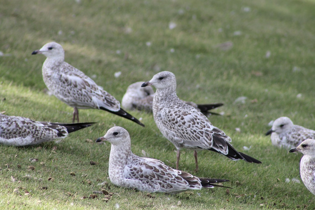 Ring-billed Gull - Anne R.