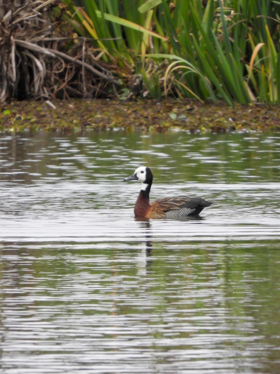 White-faced Whistling-Duck - ML622047950