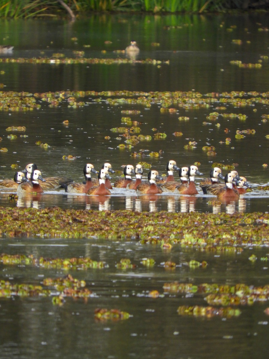 White-faced Whistling-Duck - ML622047951