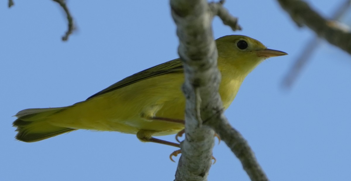 Yellow Warbler - ML622047955