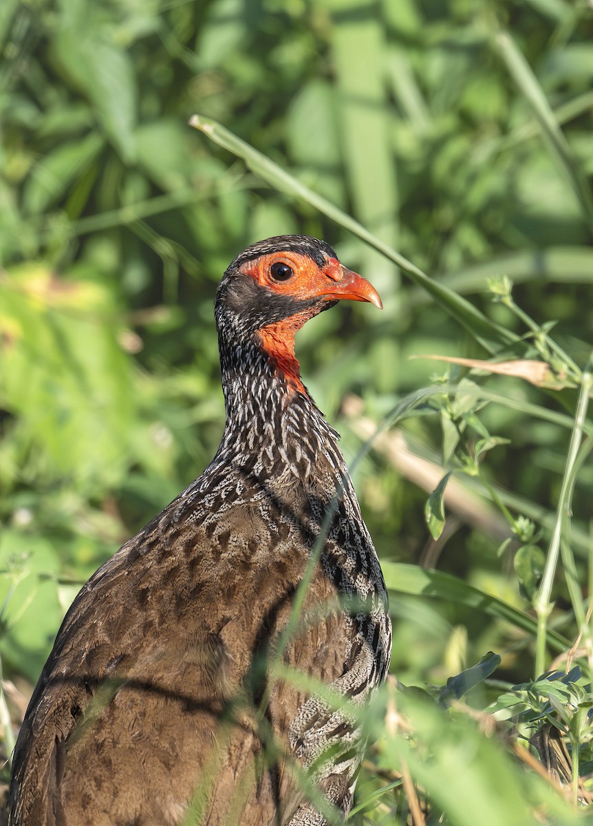 Red-necked Spurfowl - William Richards