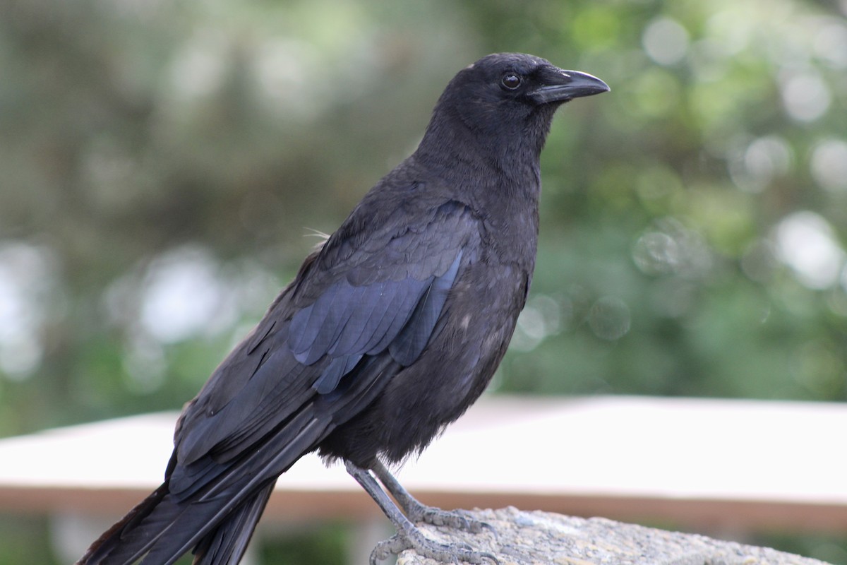 American Crow - Anne R.