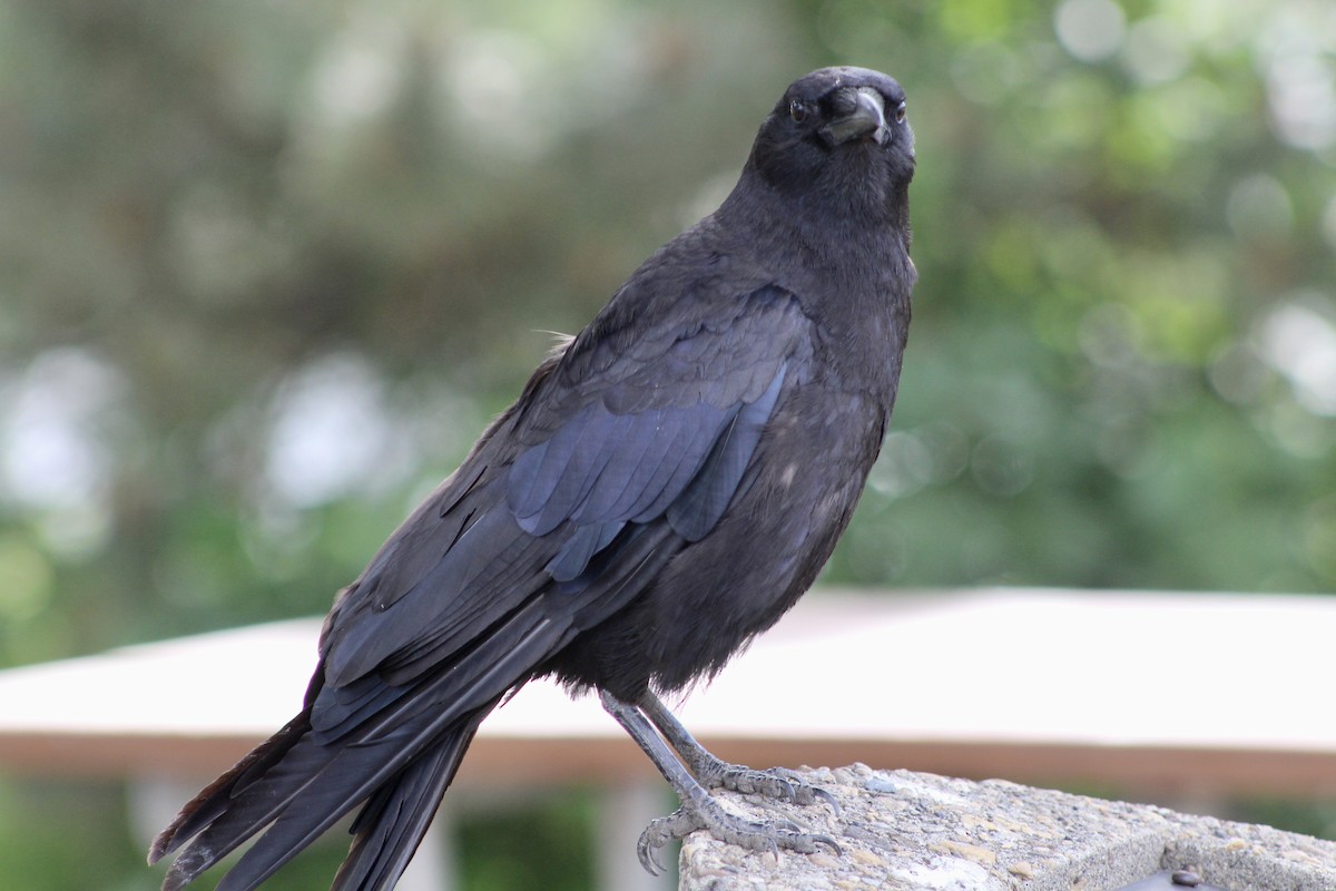 American Crow - Anne R.