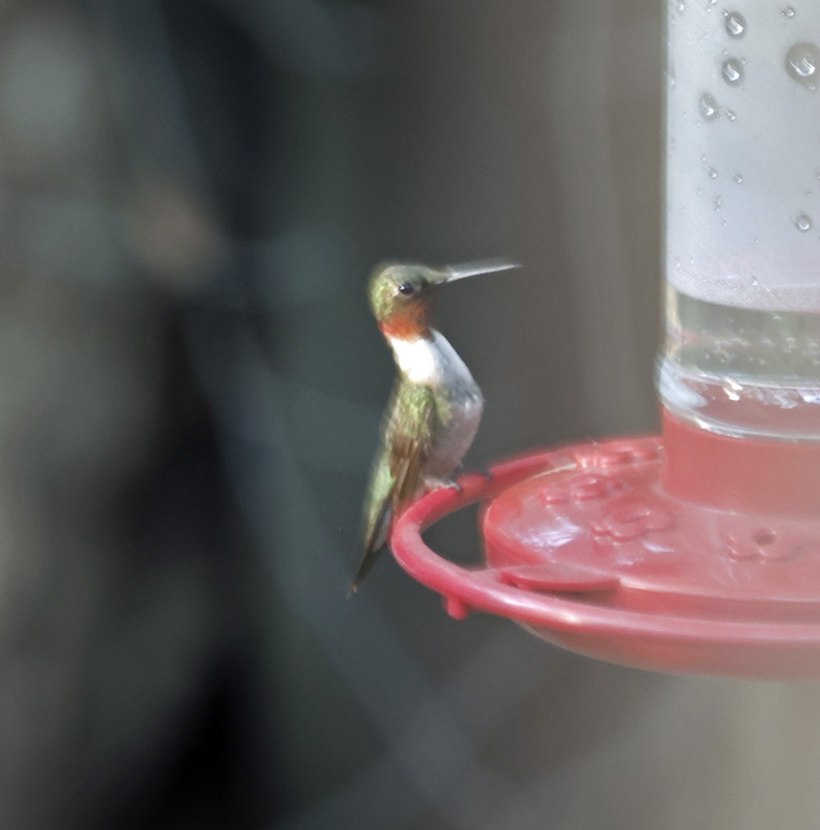 Ruby-throated Hummingbird - Joe Grzybowski