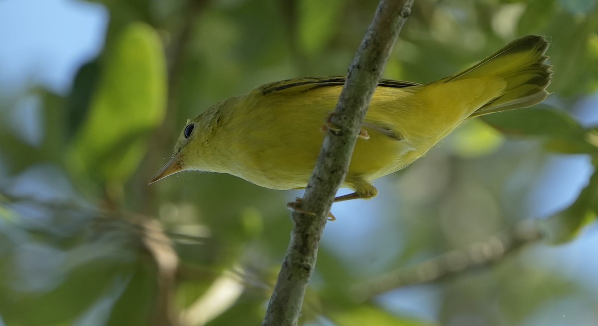 Yellow Warbler - ML622047977