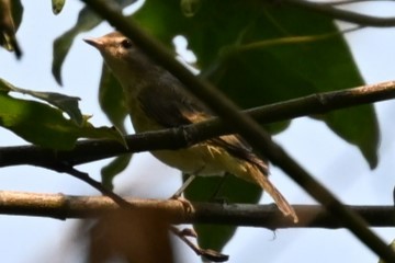 Ötücü Vireo - ML622047979