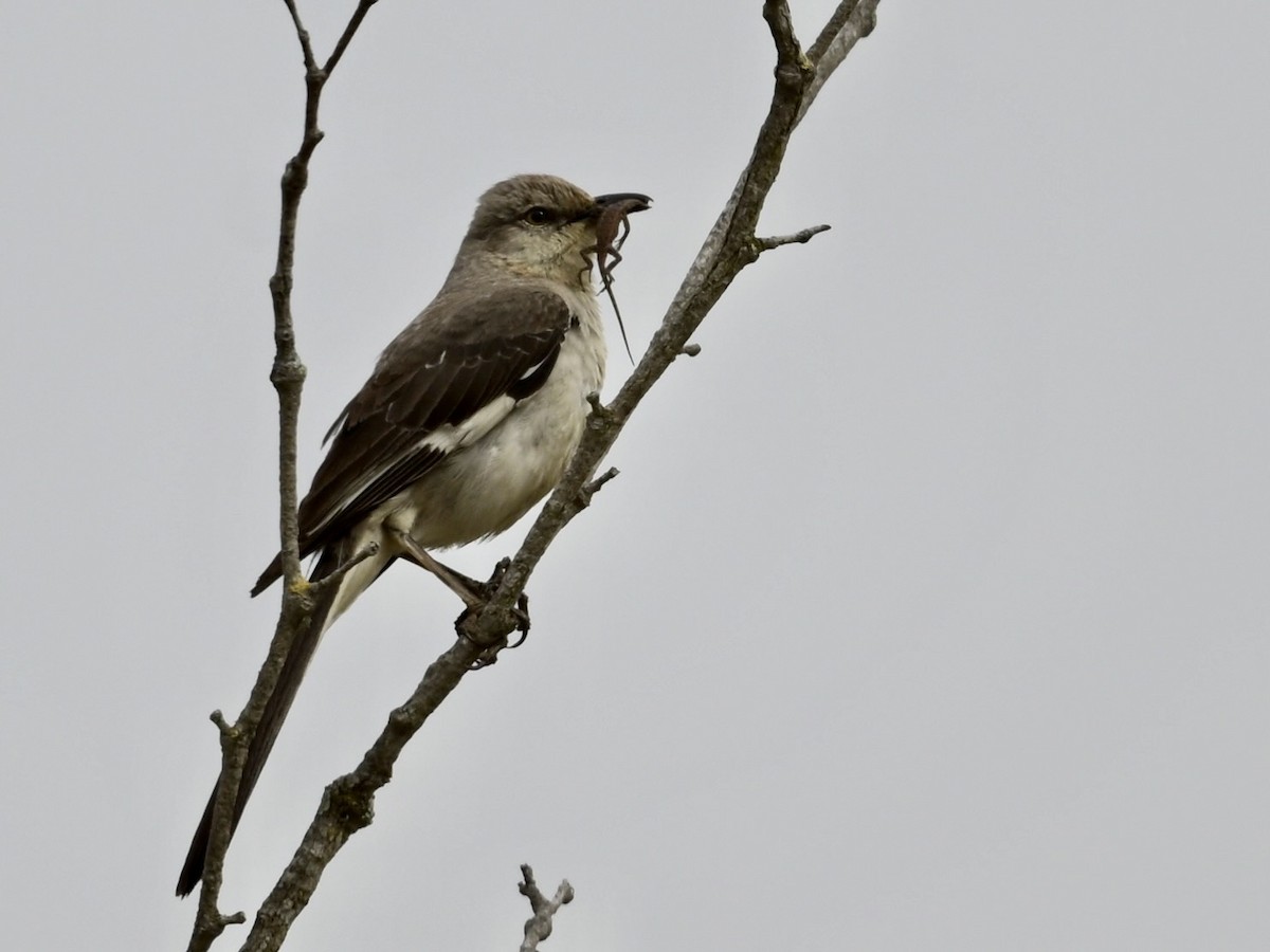 Northern Mockingbird - ML622047984