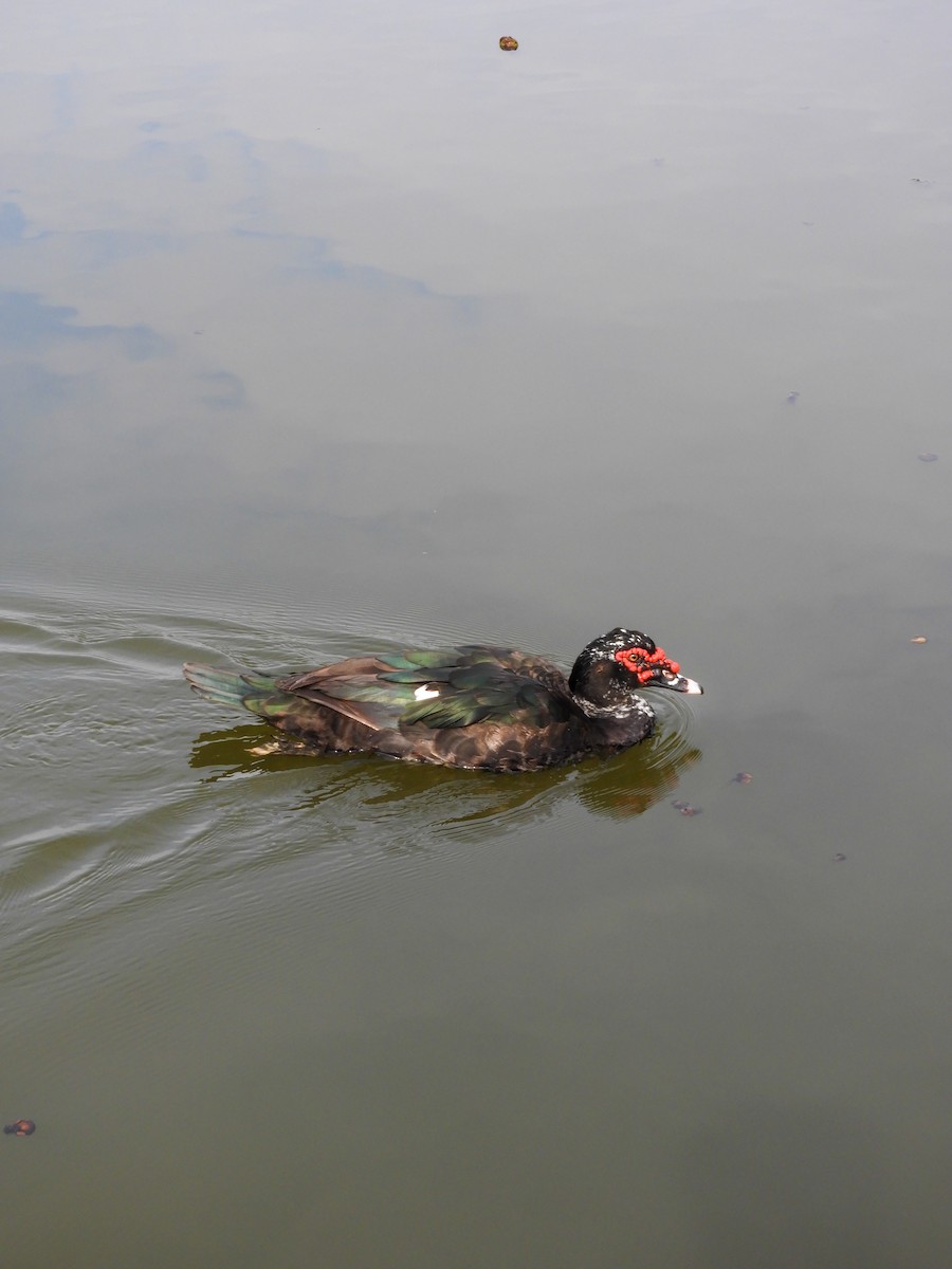 Muscovy Duck (Domestic type) - ML622048000